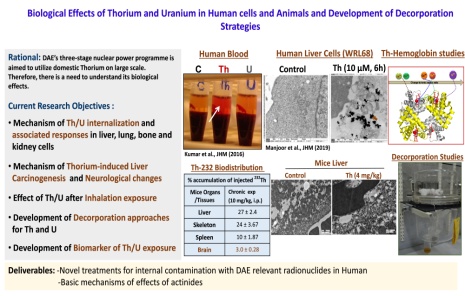 Biological Effects of Thorium and Uranium in Human Cells