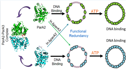 Multiparticle genome maintanenace in Deinococcus